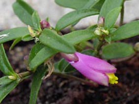 Polygala chamaebuxus 'Grandiflora' (Loidl)